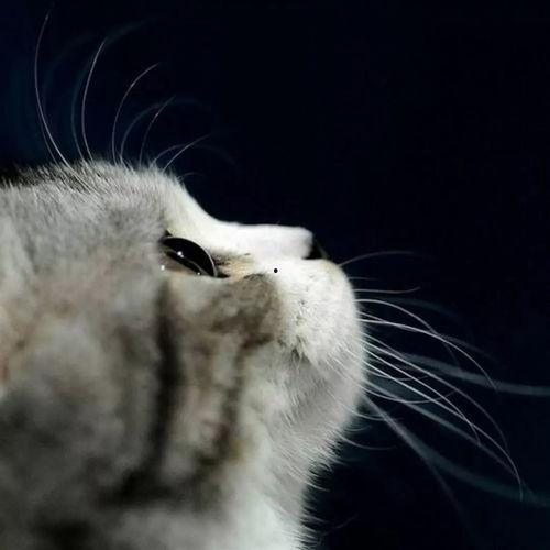 娱乐吃瓜君和猫,揭秘娱乐圈的萌宠趣事 第1张 娱乐吃瓜君和猫,揭秘娱乐圈的萌宠趣事 第1张